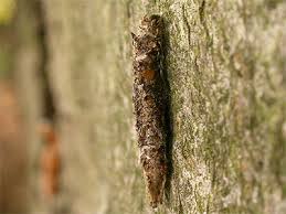 Attēlu rezultāti vaicājumam “Taleporia tubulosa”