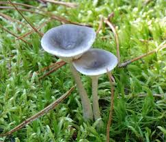 Attēlu rezultāti vaicājumam “Cantharellula umbonata”