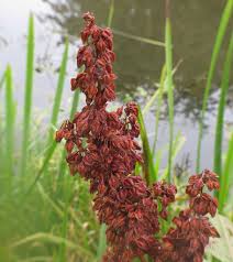 Attēlu rezultāti vaicājumam “Rumex hydrolapathum fruit”