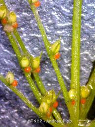 Attēlu rezultāti vaicājumam “Chara aspera”