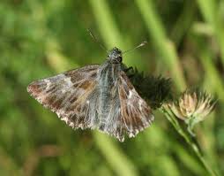 Attēlu rezultāti vaicājumam “Carcharodus floccifera”