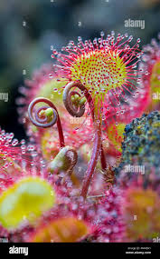 Attēlu rezultāti vaicājumam “Drosera rotundifolia leaf”