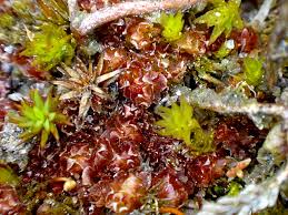 Attēlu rezultāti vaicājumam “Lophozia capitata”