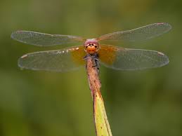 Attēlu rezultāti vaicājumam “Sympetrum flaveolum”