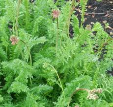Attēlu rezultāti vaicājumam “Filipendula vulgaris bud”