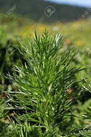 Attēlu rezultāti vaicājumam “Aconitum napellus leaf”