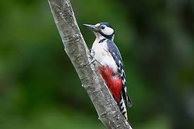 Attēlu rezultāti vaicājumam “Dendrocopos leucotos male”