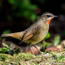 Image result for Luscinia calliope