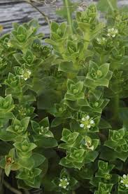Attēlu rezultāti vaicājumam “Honckenya peploides flower”