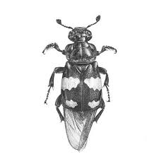 Attēlu rezultāti vaicājumam “Nicrophorus vespilloides”