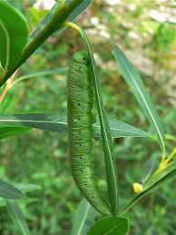 Attēlu rezultāti vaicājumam “Cimbex luteus”