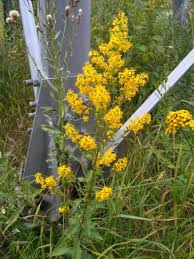 Image result for Solidago virgaurea