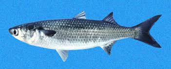 Image result for Mugil cephalus