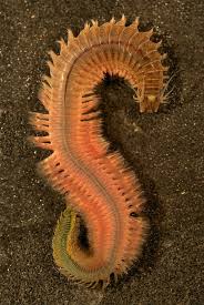 Attēlu rezultāti vaicājumam “Succinea”