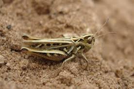 Attēlu rezultāti vaicājumam “Myrmeleotettix maculatus”