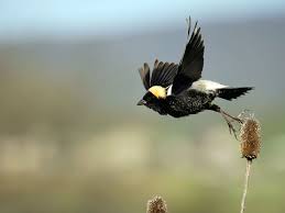 Image result for Dolichonyx oryzivorus