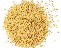 Attēlu rezultāti vaicājumam “Sinapis alba”