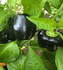 Afbeeldingsresultaat voor purple beauty sweet pepper