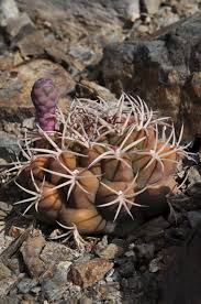 Image result for Gymnocalycium