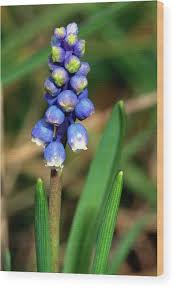 Attēlu rezultāti vaicājumam “Muscari botryoides”