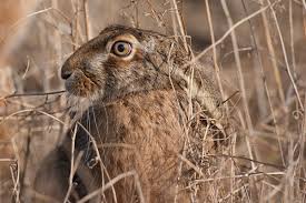 Attēlu rezultāti vaicājumam “Lepus europaeus”