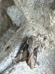 Attēlu rezultāti vaicājumam “Apamea ophiogramma”