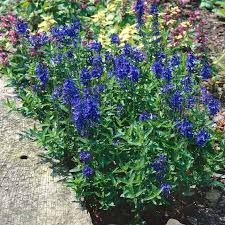 Image result for Veronica teucrium