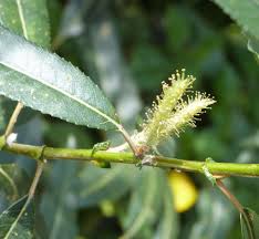 Attēlu rezultāti vaicājumam “Salix triandra male flower”