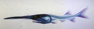 Image result for Polyodon spathula