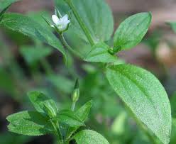 Attēlu rezultāti vaicājumam “Moehringia trinervia”