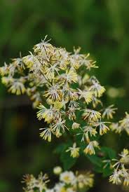 Attēlu rezultāti vaicājumam “Diderma radiatum young”