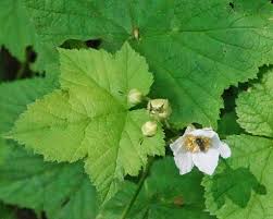 Attēlu rezultāti vaicājumam “Rubus parviflorus leaf”