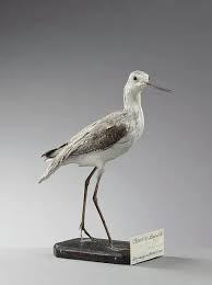 Attēlu rezultāti vaicājumam “Tringa stagnatilis”