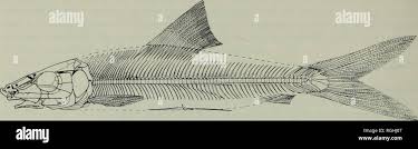 Image result for Albula vulpes