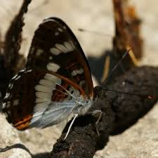 Attēlu rezultāti vaicājumam “Limenitis camilla upperside”