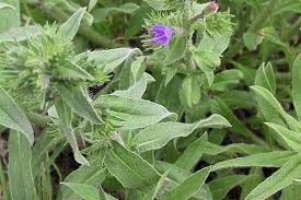 Attēlu rezultāti vaicājumam “Echium vulgare bud”