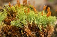 Attēlu rezultāti vaicājumam “Saelania glaucescens”