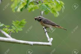 Attēlu rezultāti vaicājumam “Phoenicurus phoenicurus female”