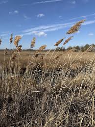 Attēlu rezultāti vaicājumam “Phragmites communis fruit”