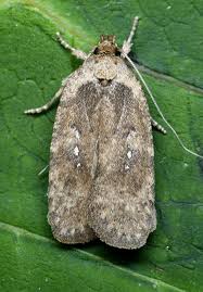 Attēlu rezultāti vaicājumam “Agonopterix heracliana”