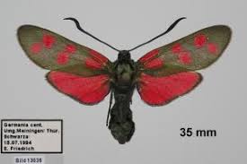 Attēlu rezultāti vaicājumam “Zygaena filipendulae exuvia”