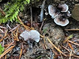 Attēlu rezultāti vaicājumam “Phellodon tomentosus”