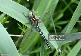 Attēlu rezultāti vaicājumam “Brachytron pratense”