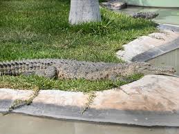 Image result for Crocodylus acutus