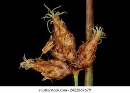 Attēlu rezultāti vaicājumam “Schoenoplectus lacustris subsp. glaucus bud”