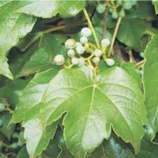 Attēlu rezultāti vaicājumam “Parthenocissus quinquefolia fruit”
