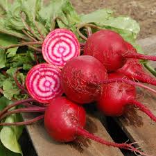 Image result for Beta vulgaris