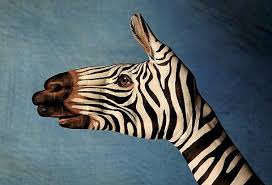 ilustraçoes guido daniele