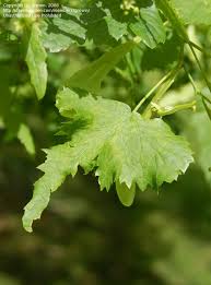Attēlu rezultāti vaicājumam “Tilia platyphyllos Laciniata”