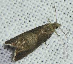 Attēlu rezultāti vaicājumam “Dichrorampha simpliciana”